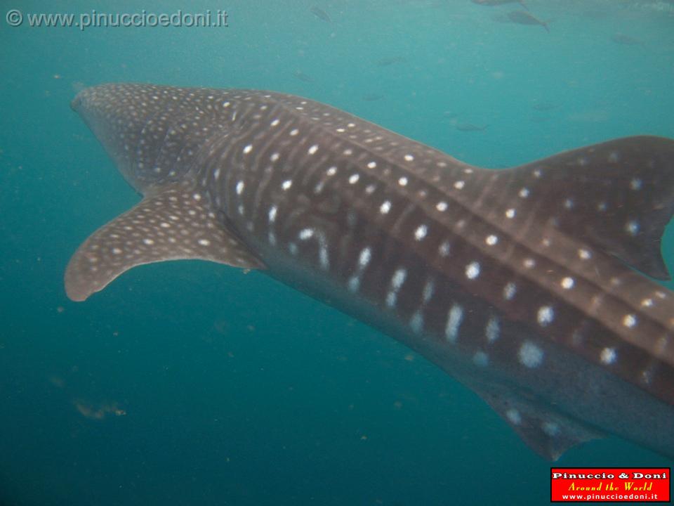 Djibouti - Whale Shark - 18.jpg